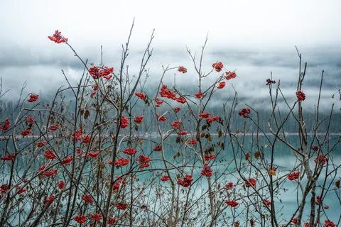 Branches of vibrant red berries create a striking contrast against a lake. Stock Photos
