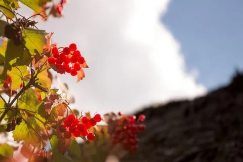 Branches of viburnum Stock Photos
