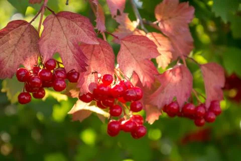 The branches of viburnum Stock Photos
