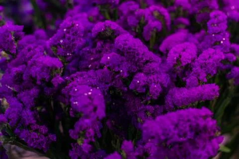 Branches of violet flowers. Stock Photos