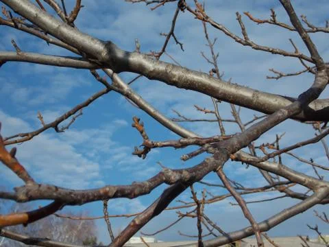 Branches of a walnut tree against a blue sky Stock Photos
