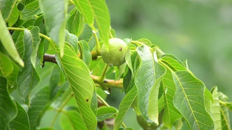 Branches of a walnut tree during rainfall Stock Footage 27499079