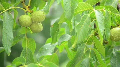 Branches of a walnut tree during rainfall Stock Footage 27499088