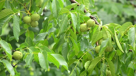 Branches of a walnut tree during rainfall Stock Footage 27499100