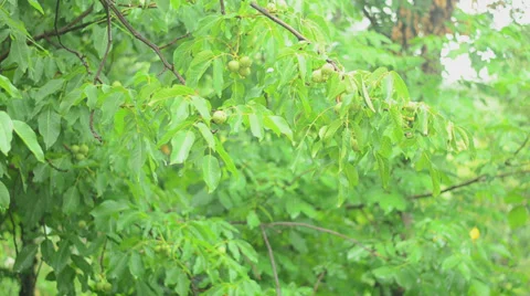 Branches of a walnut tree during rainfall Video stock 27499854