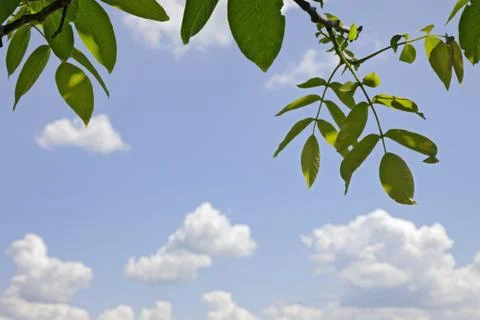 Branches of walnut with young spring leaves Stock Photos