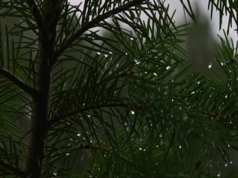 Branches with Water droplets 스톡 동영상 620209