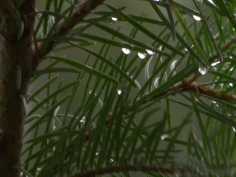 Branches with Water droplets 스톡 동영상 620212