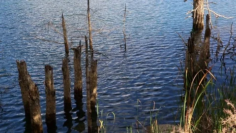 Branches in the water Stock Footage 98079717