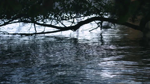 Branches in the water with little waves and reflection of trees in the water Stock Footage