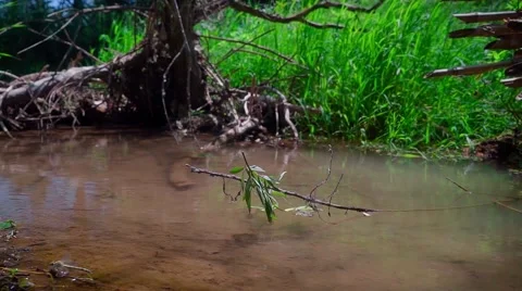 Branches in the water. Slider shot. Stock Footage 68136876