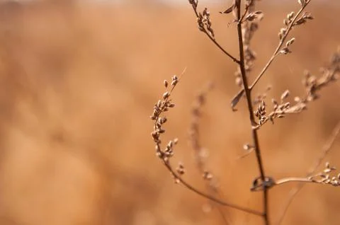 Branches of weed in sunlight Stock Photos