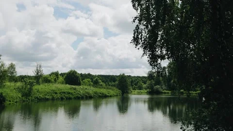 Branches of a weeping birch hang over the water Stock Footage 295890860