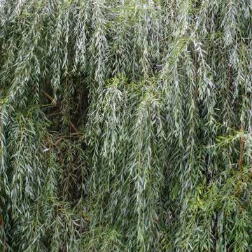 Branches of a weeping or babylon willows, abstract green background. Pattern Stock Photos