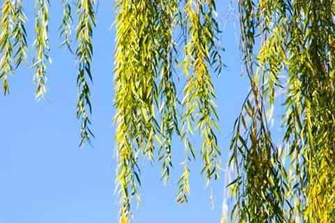 Branches of weeping trees Stock Photos