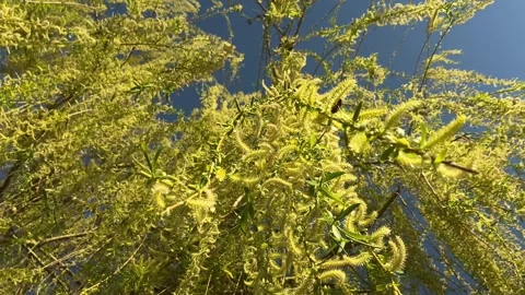 Branches of a weeping willow in blossom Stock-Footage 269829988