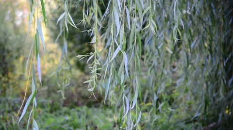 The branches of weeping willow close-up Vidéo 67664042