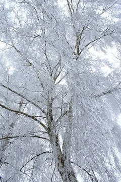 Branches of the weeping willow full of snow, winter vibe Stock Photos