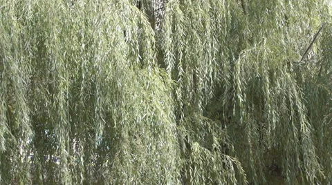Branches of the weeping willow leaves (1) Video stock 42126648
