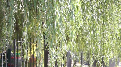 Branches of the weeping willow leaves (2) Stock Footage 42126611