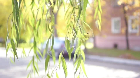 Branches of the weeping willow leaves (3) Видео 42126641