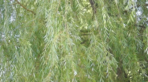 Branches of the weeping willow leaves (4) Video stock 42126690