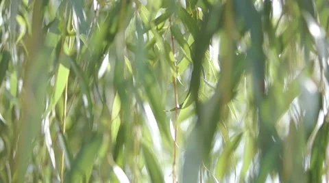 Branches of the weeping willow leaves (5) Video stock 42126655
