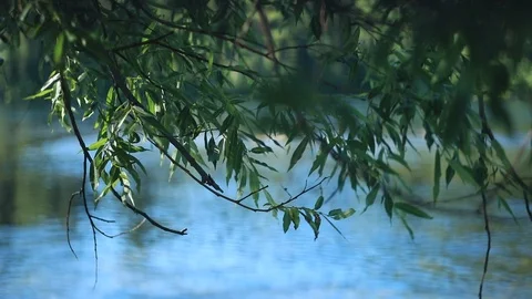 Branches of weeping willow over the river. Close-up Stock Footage 105946527