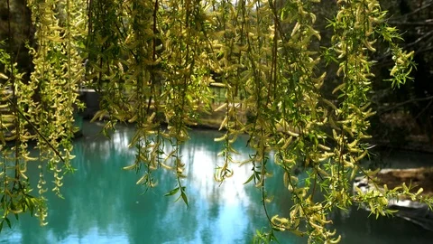 Branches of the weeping willow over the water. the reflection in the water. Stock Footage 127252408