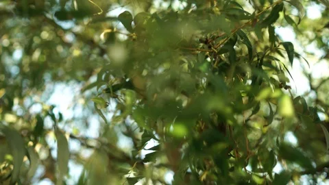 Branches of weeping willow sway in the wind against a blue sky. View from below Stock Footage 116365190
