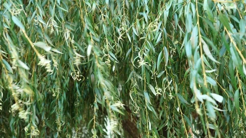 Branches of weeping willow swinging in the wind Stock Footage 116348207