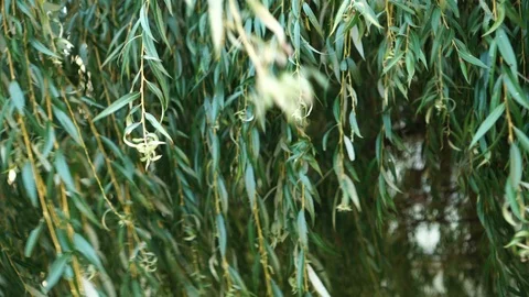 Branches of weeping willow swinging in the wind Stock Footage 116367045