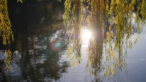 Branches of a weeping willow touching surface of a lake during sunset in autumn. Vídeos de archivo 143460725