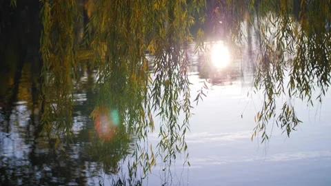 Branches of a weeping willow touching surface of a lake during sunset in autumn. Vídeos de archivo 143460823