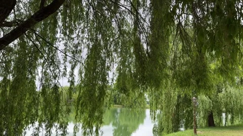Branches of a weeping willow tree against the sky near the city embankment Stock Footage 276426414
