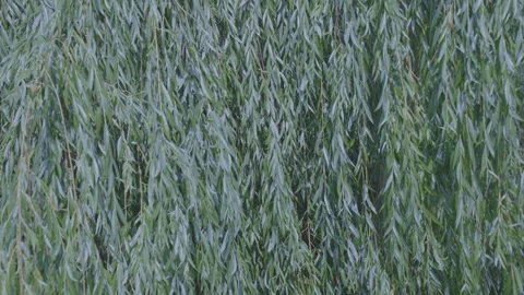 Branches of weeping willow tree moving in light wind Video stock 253124312