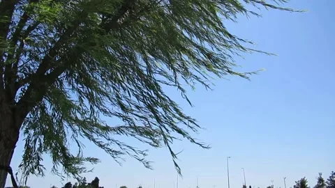 Branches of weeping willow tree swinging in the wind Video stock 137298056