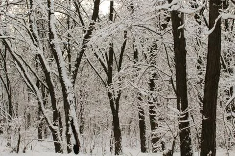 The branches were covered with snow Stock Photos