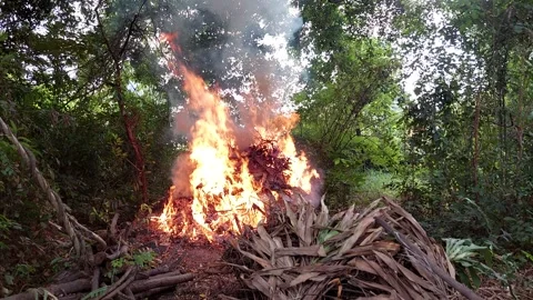 The branches were engulfed in flames Stock Footage 260320031