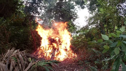 The branches were on fire Stock Footage 260323956
