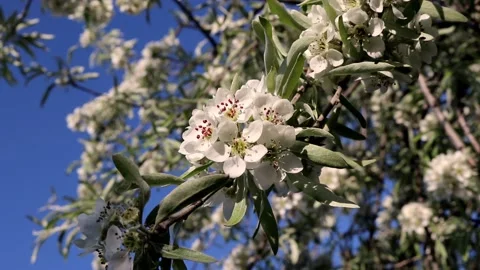 Branches of a white bloom pear tree swaying in the wind. Stock Footage 201858550
