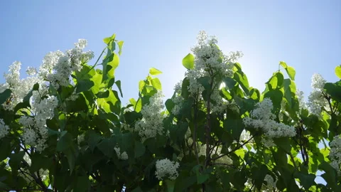 Branches of White Blooming Lilacs in the Spring Rays of the Sun. Stock Footage 194813729