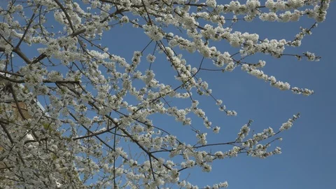 Branches of white blossom Video stock 107326054