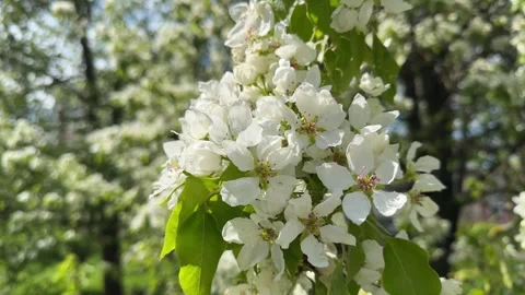 Branches of white cherries in the garden in spring close-up, spring Stock Footage 240626601