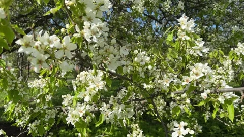 Branches of white cherries in the garden in spring close-up, spring 스톡 동영상 240626628