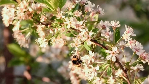 Branches of a white flowering cherry. Bumblebee on flower. Concept of beautiful Stock Footage 75071432