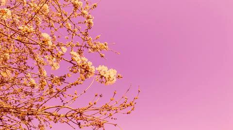 Branches of white flowering cherry tree,blossom,pink toned sky,sunny spring day Foto stock