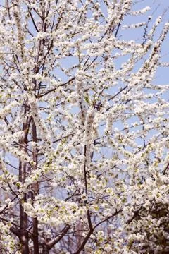 Branches with white flowers Stock Photos