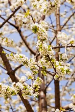 Branches with white flowers Stock Photos