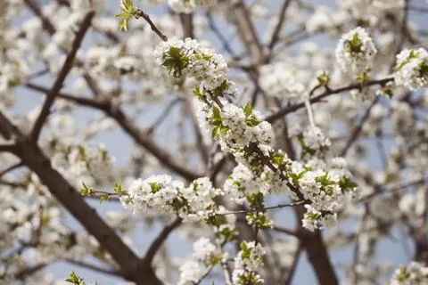 Branches with white flowers Stock Photos
